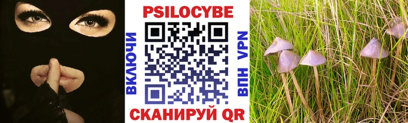 где купить наркоту  Ессентукская  Галлюциногенные грибы Cubensis 
